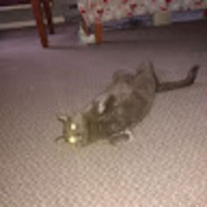 Meet your Posher, William f.